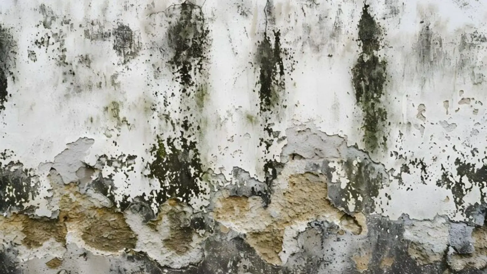 Wall with dark green and black mold growth and peeling paint